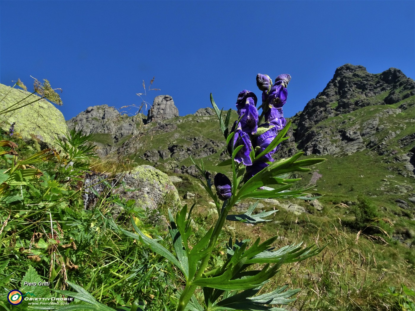 27 Aconito napello (Aconitum napellus) tra il PIzzo e il Torrione.JPG